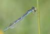 Coenagrion scitulum